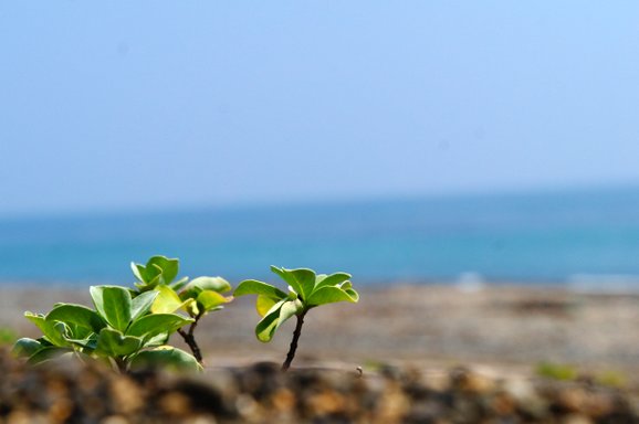 SONY DSC