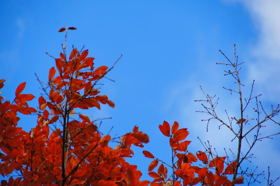紅葉