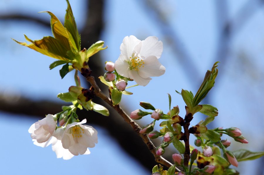 桜