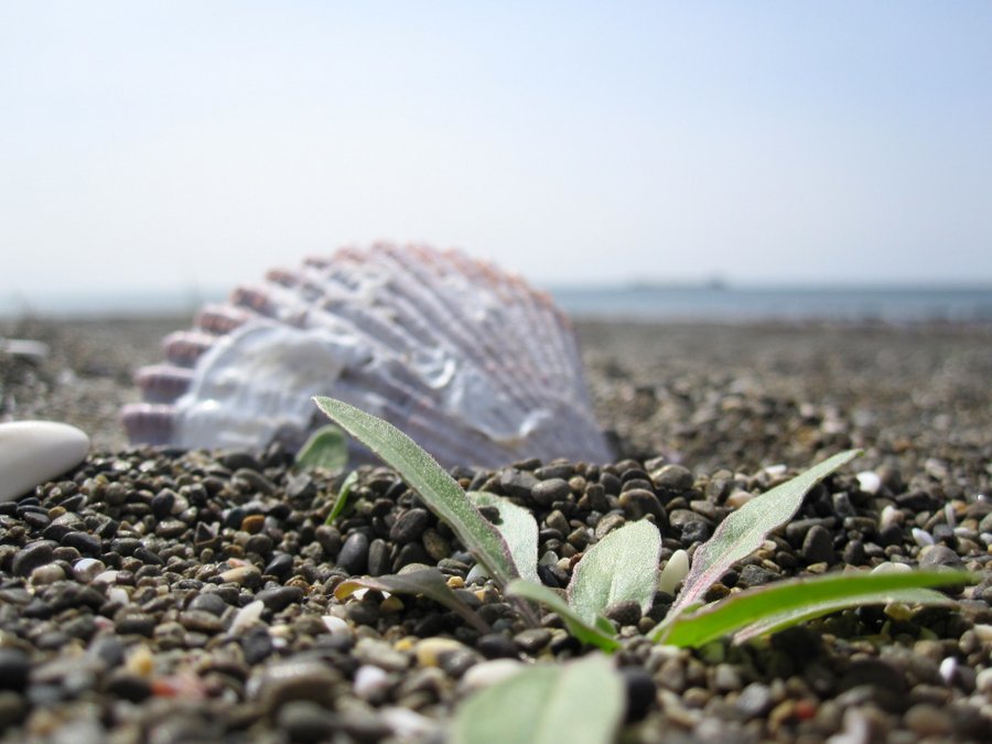 海岸