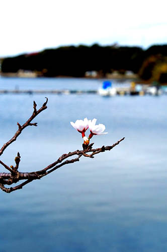 海と桜