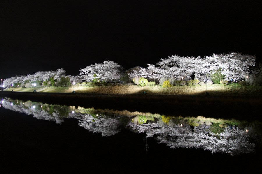 桜まつり