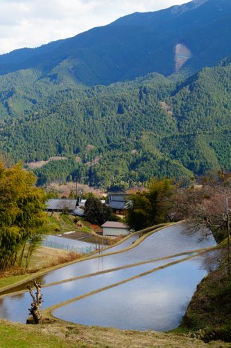 三多気の桜