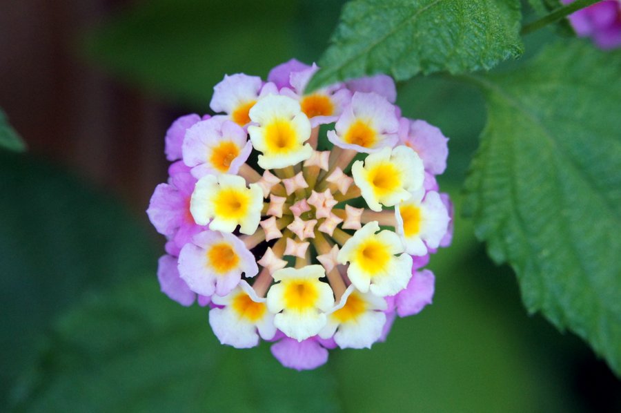 花