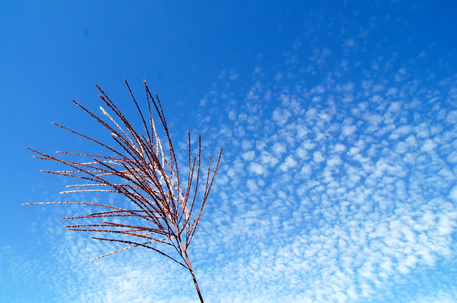 秋の空