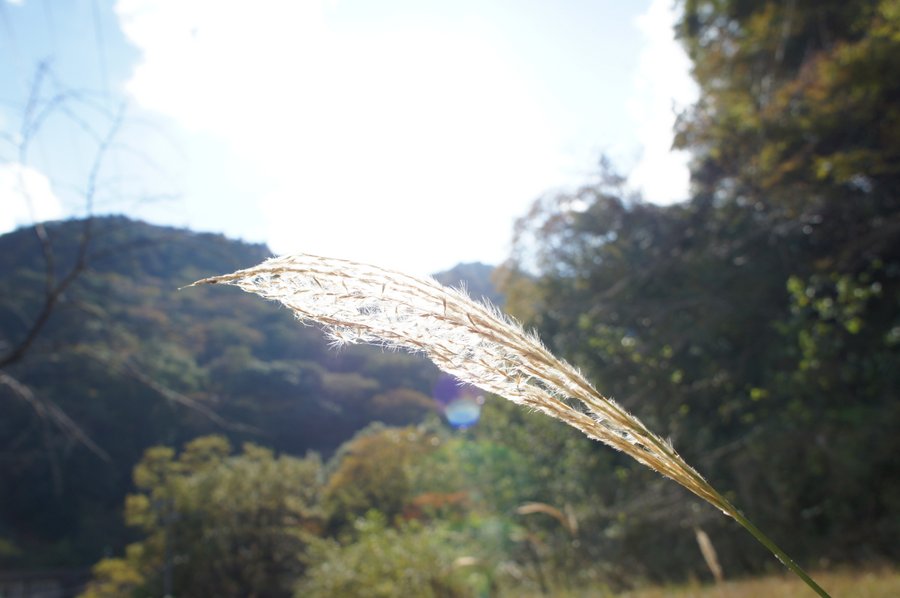 ススキ