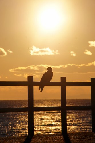 夕陽と。