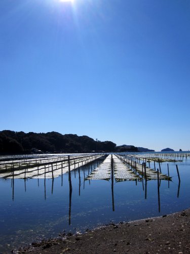 あおさ