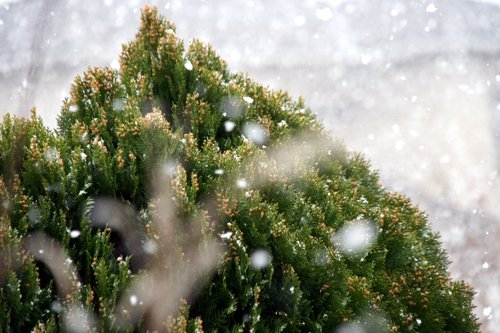 雪