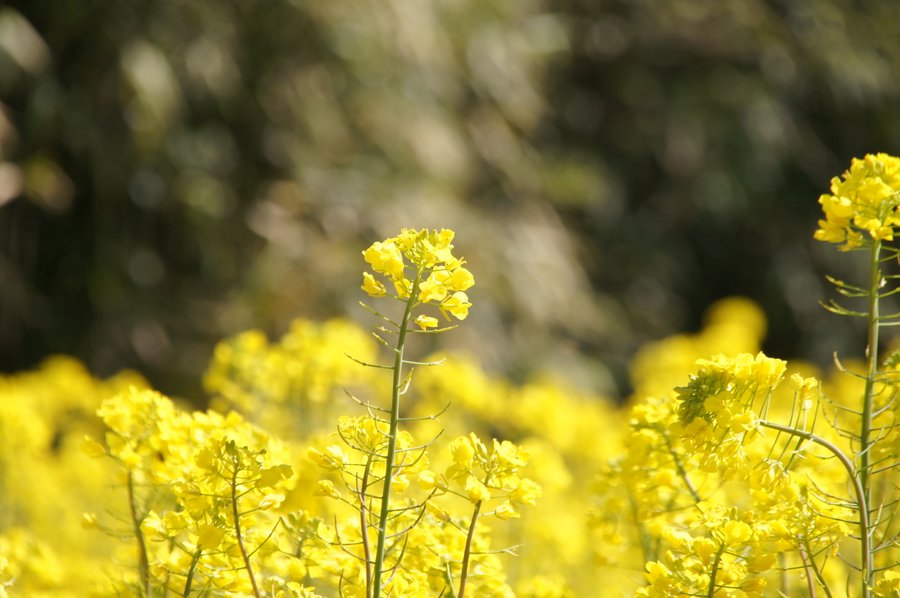 菜の花