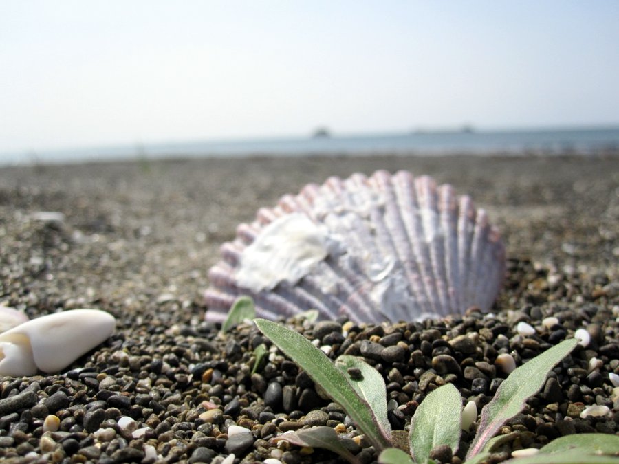 ひろの浜