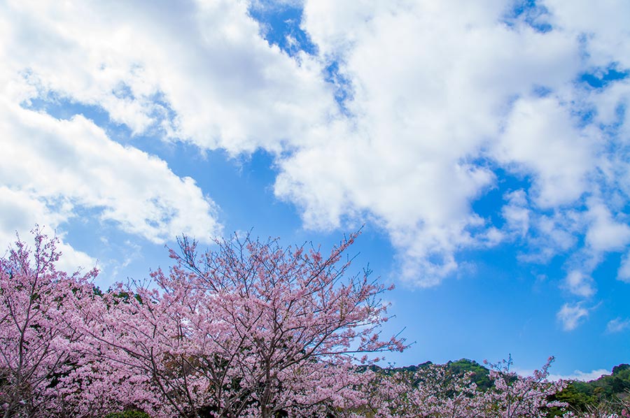 横山 さくらまつり