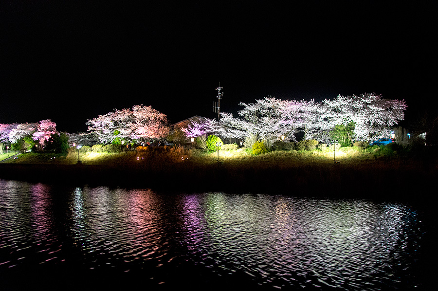五十鈴川 夜桜