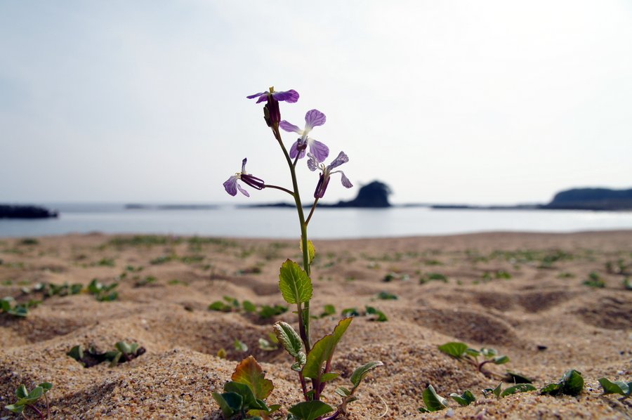 あづり浜