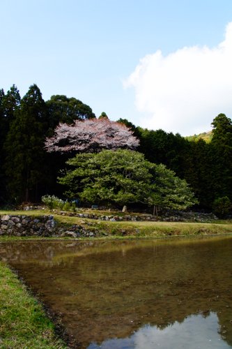 大島桜