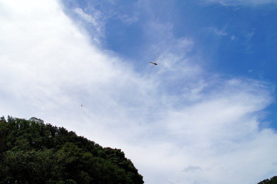 トンボ