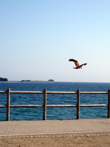 ひろの浜