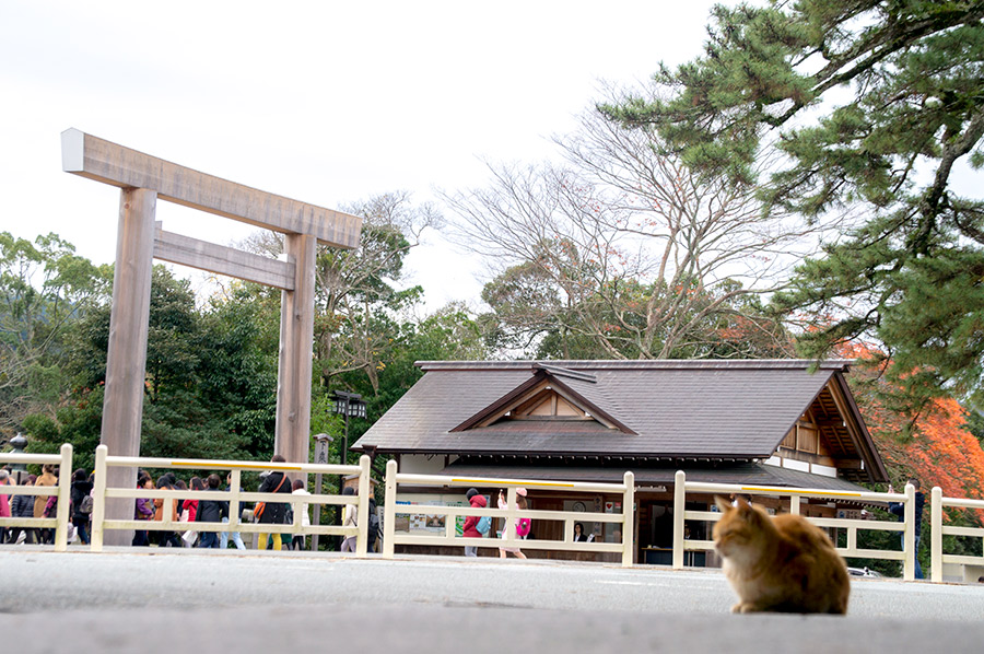 神宮と猫