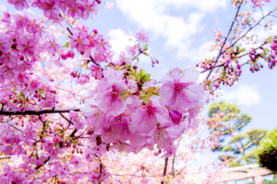 河津桜
