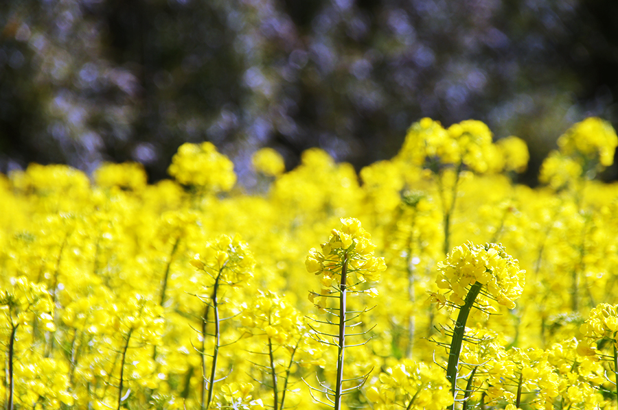 菜の花