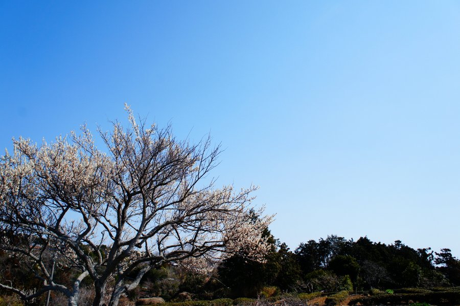 春の空