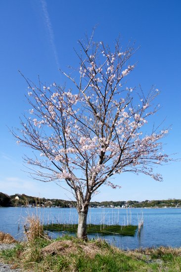 英虞湾