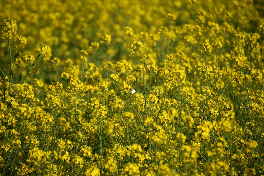 菜の花