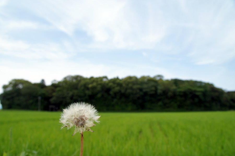 たんぽぽ