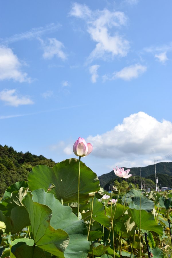 はすの花