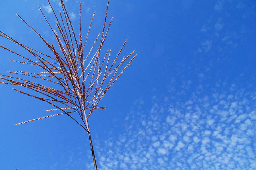 秋の空