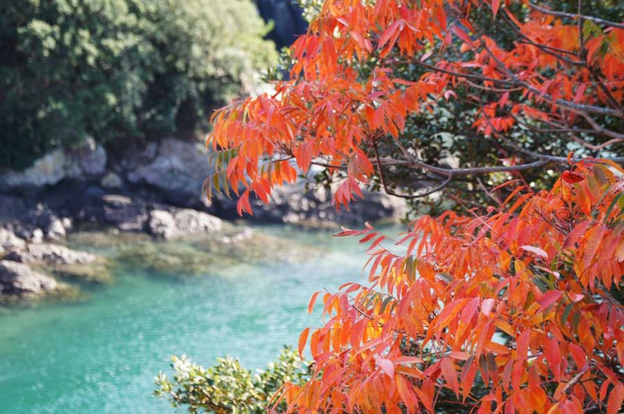 紅葉