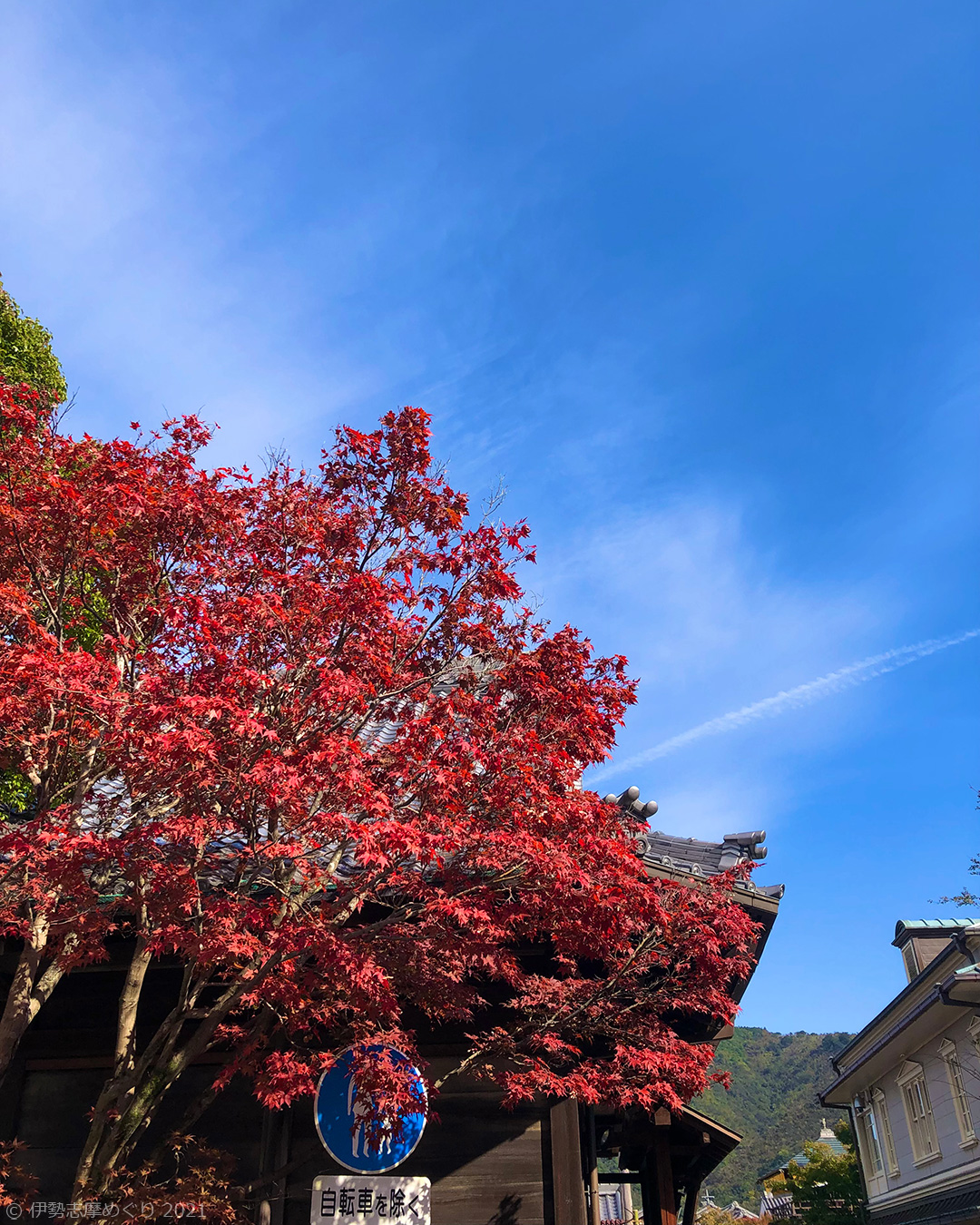 青空に映える、赤い紅葉