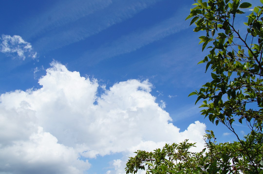 青空の下半分に白い入道雲が広がり、その上を細い筋の雲がいく筋も斜めに横切っている。右手前には緑の葉をつけた木の枝が入り、小さな黒い実がついている。