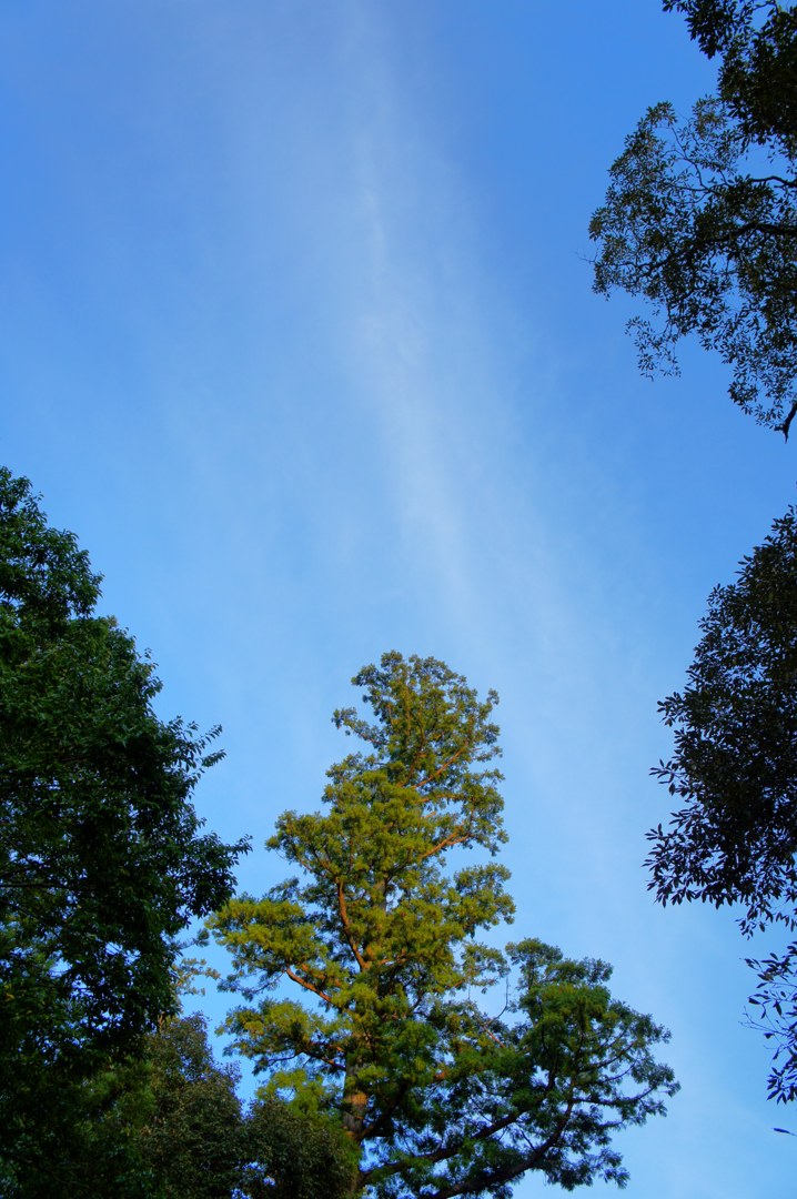 森の中から見上げた空。左右の手前にある木は葉が黒っぽく沈んでいて、画面の中央に立つ一本の杉だけが、てっぺんから幹まで日を浴びて明るい黄緑色に光っている。空は濃い青で、白い薄雲が細く縦に一本のびている。