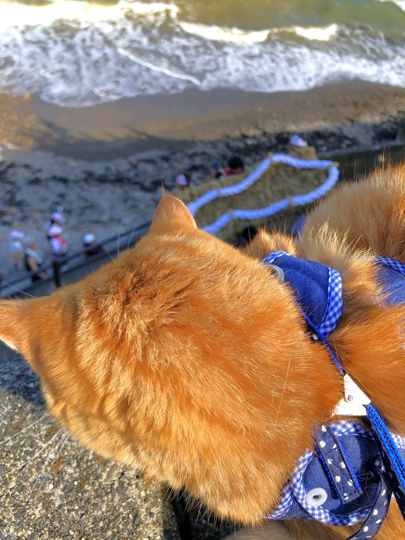防波堤の上にいる茶トラの猫の、耳と背中。その向こうの浜で、白い綱を巻いた大きなわらじが、人に運ばれて海へ向かっている。奥には白い波。