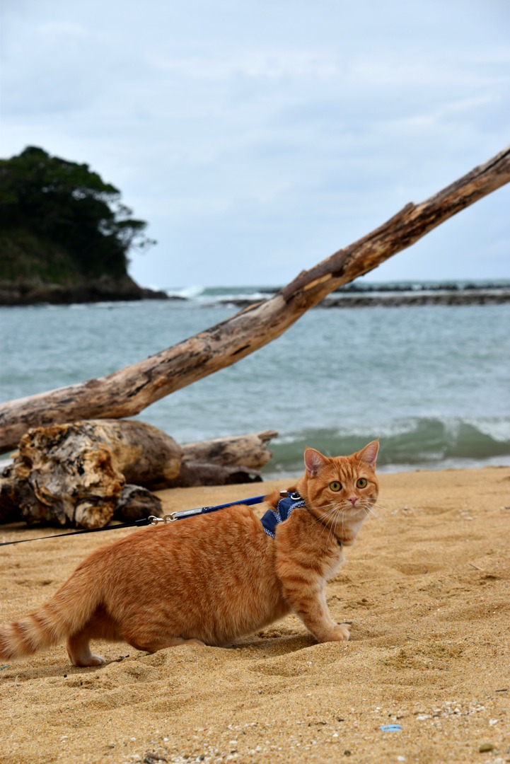 砂浜に立って、こちらを振り向いている茶トラの猫。青いハーネスとリードをつけている。後ろには流木と、波の立つ海、左手に緑の岬。