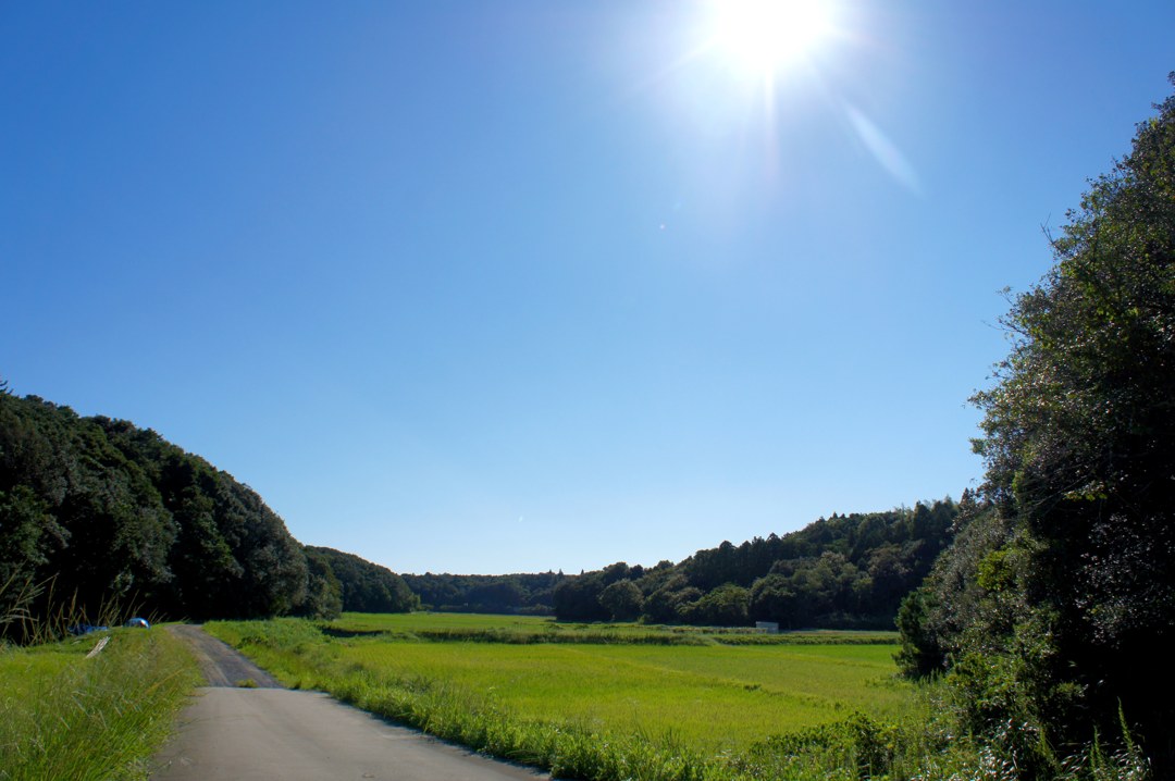 田んぼのあいだを、まっすぐに続く細い舗装路。両側はまだ刈る前の青い稲で、左右の丘は濃い緑の林におおわれている。空は深い青で、右上に高い太陽が光を放っている。