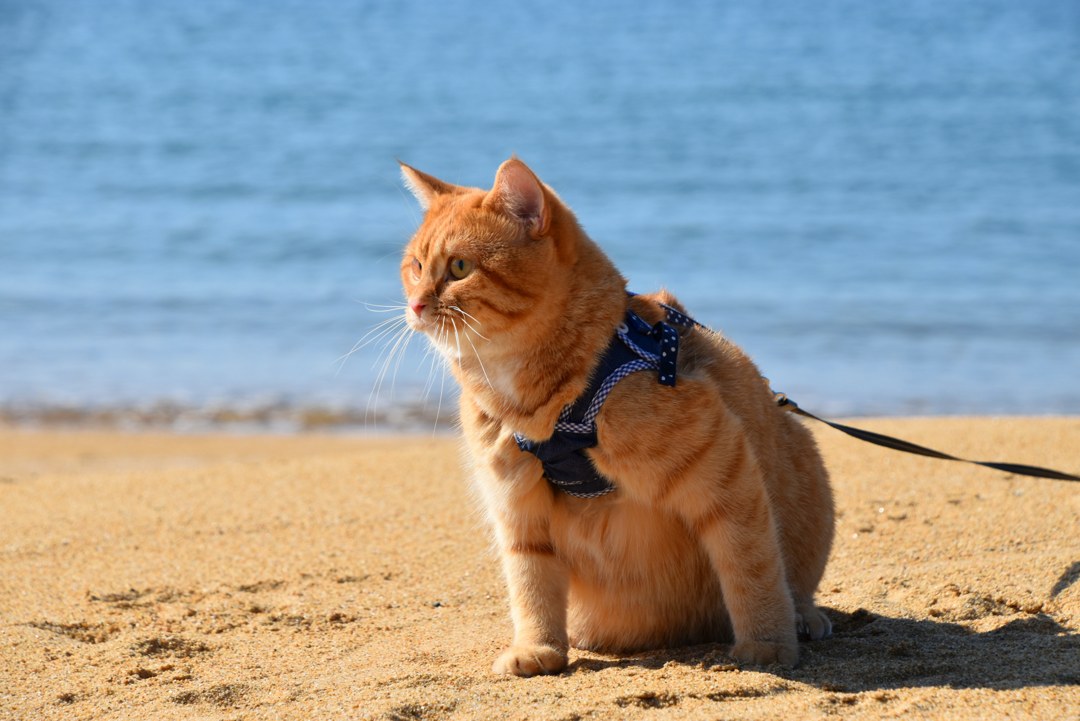 朝のあづり浜。青い海を背に、ハーネスとリードをつけた茶トラの猫が砂浜に座り、海のほうを向いている