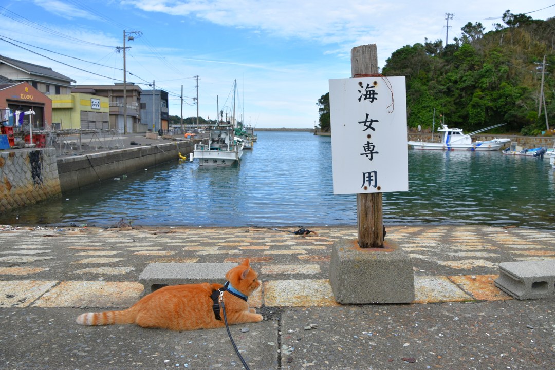 漁港の岸壁、海女専用の白い札の手前で伏せる茶トラの猫