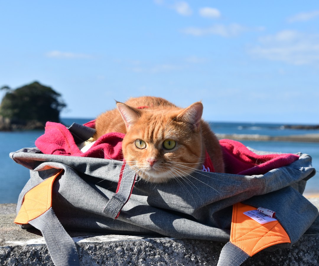 あづり浜の防波堤の上、灰色のバッグの中から正面を見つめる茶トラの猫。左うしろに松の生えた小さな島と青い海