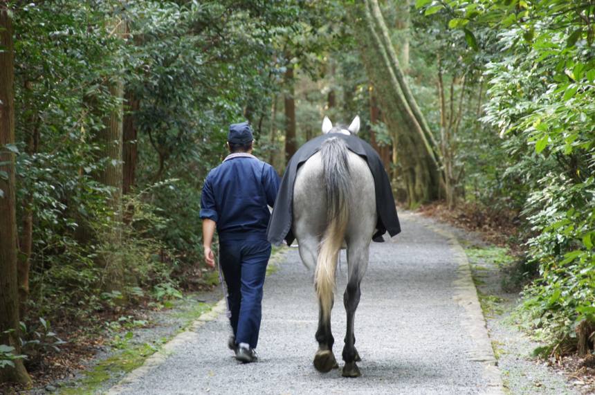 緑の濃い参道を、人に連れられた白い馬が後ろ向きに歩いていく