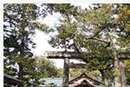 大きな木に囲まれた、猿田彦神社の鳥居と社殿