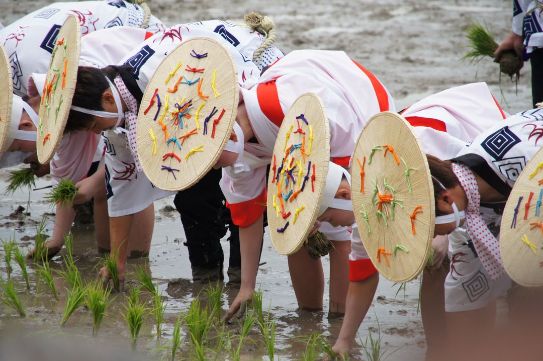 御田植の祭。揃いの衣装の人たちが、笠をかぶって腰をかがめ、水田に苗を植えている