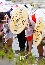 伊雑宮。田んぼで、花笠をかぶった人たちが苗を植える