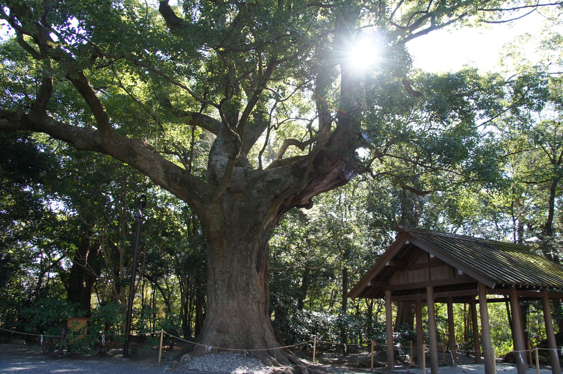 月夜見宮の大きな御神木。枝を広げた大木の足もとに、小さな屋根の建物が見える