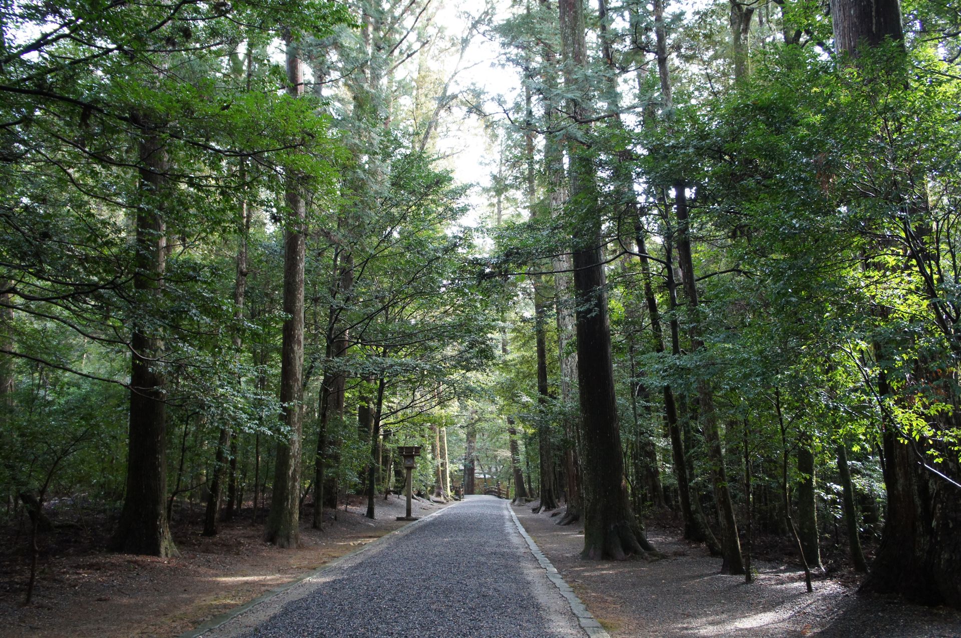 瀧原宮の参道。冬。左右の杉のあいだを、砂利道がまっすぐ奥へ伸びている