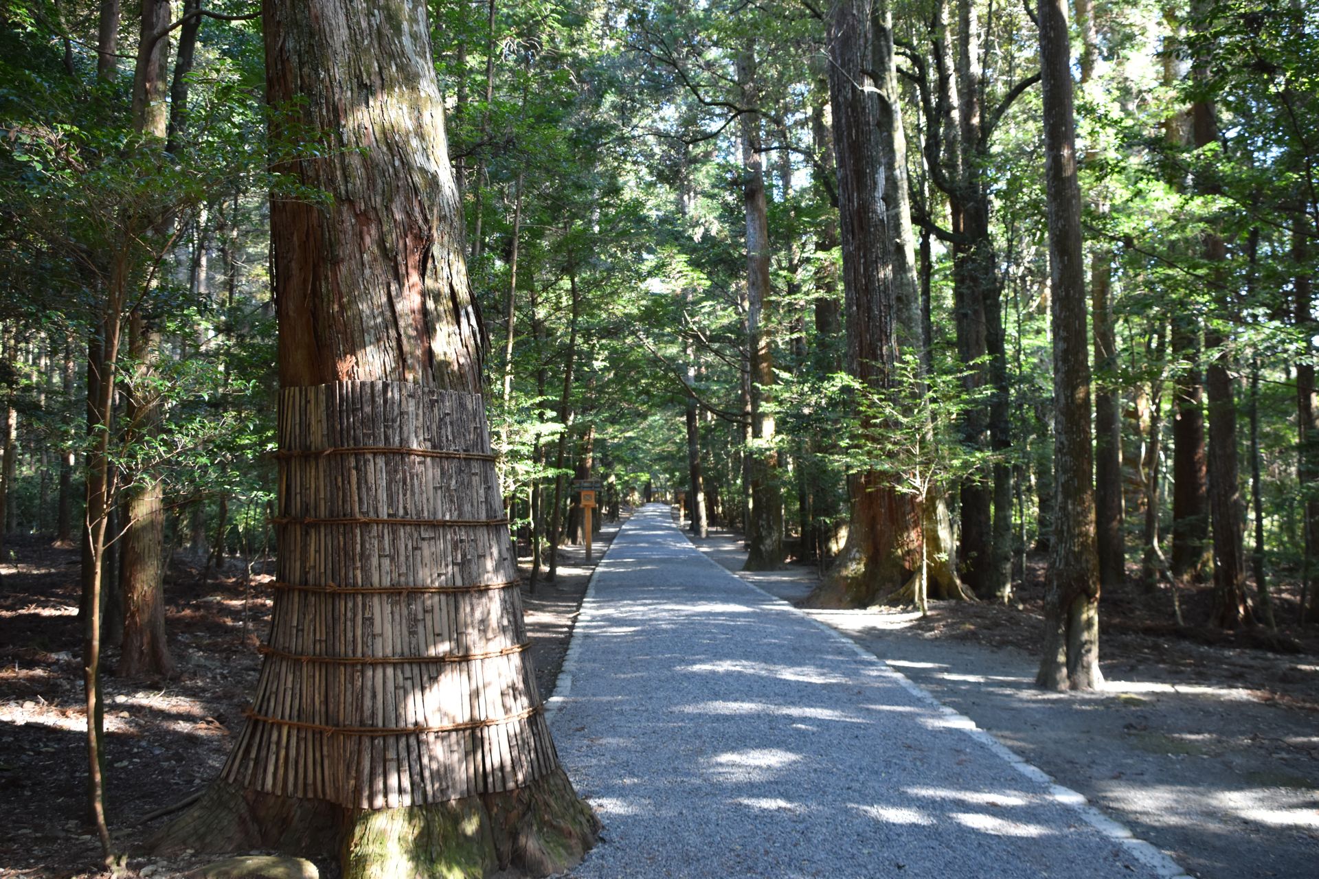 同じ参道。早春。手前に袴をまとった大杉が立ち、道は奥へ続く