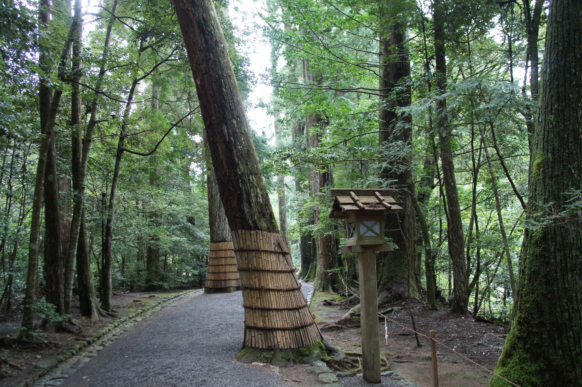 同じ参道。秋のはじめ。大きな杉の幹の向こうに道が続く