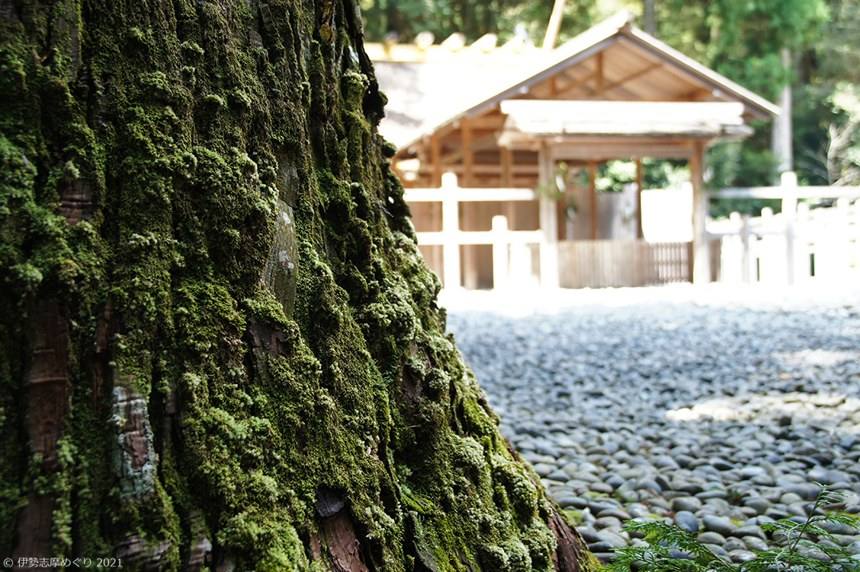 苔に厚くおおわれた大木の幹。奥に白木の社殿と玉砂利が見える