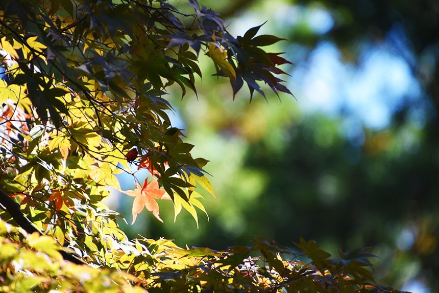 木漏れ日の中の紅葉。黄と赤の葉が数枚、青空を背にして光っている